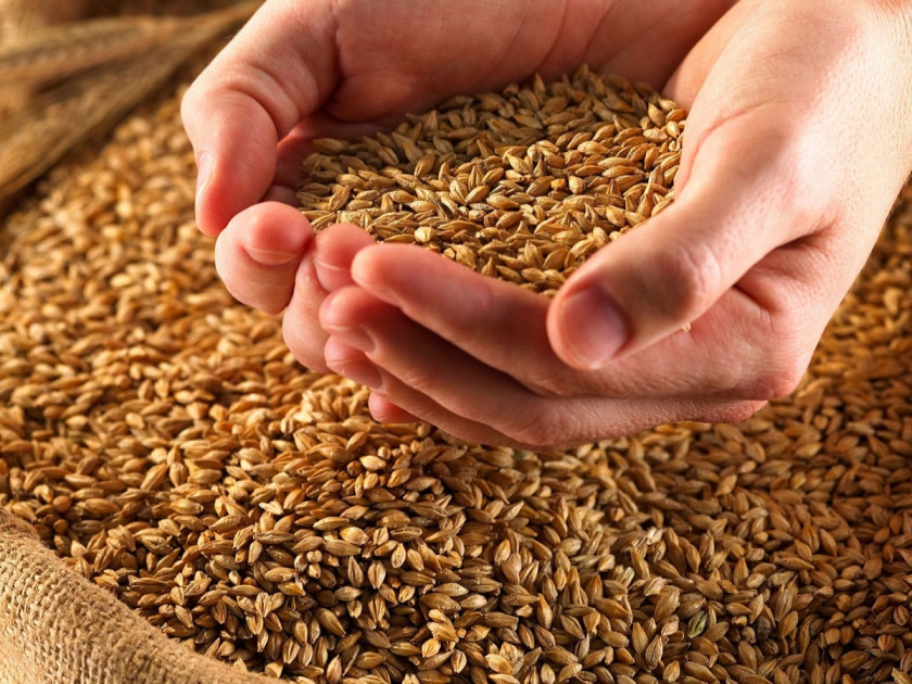 Рецепт браги из пшеницы без дрожжей