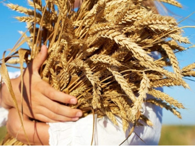 Preparation of wheat for braga